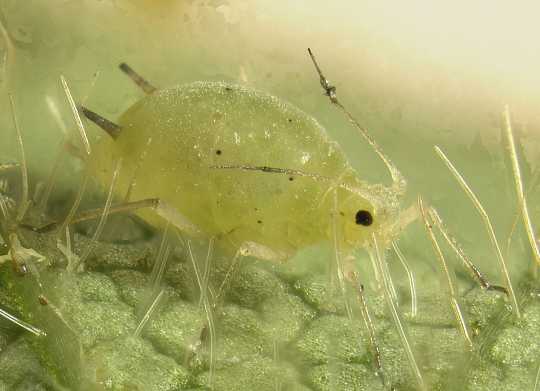 Color image of a Soybean aphid on a soybean leaf with pointy trichomes, 2009. Photographed by Claudio Gratton, University of Wisconsin.