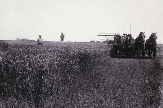 Black and white photograph of swathing equipment and grain being swathed by a team of four horses during the fall harvest, 1910.