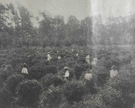 Tea plantation organized by William Gates LeDuc