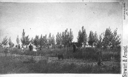photograph of several individuals standing in front of a field of young trees