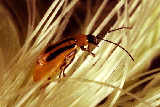 Color image of a corn root worm inside the tassel of a corn plant. U.S. Department of Agriculture, 2003.